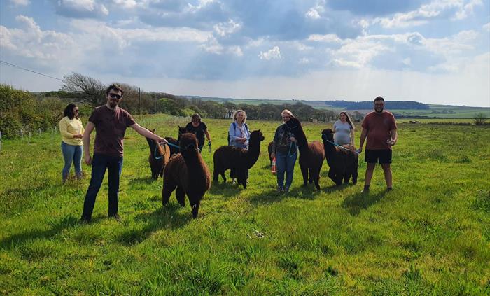 Alpaca Walking at Sweet Home Alpaca